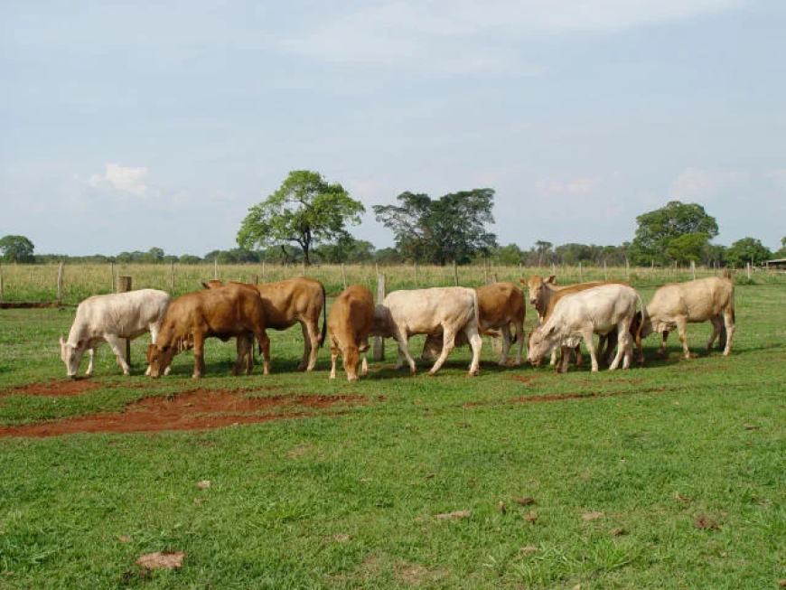 Rebanho: Manejo correto no período chuvoso eleva desempenho e rentabilidade da pecuária de corte