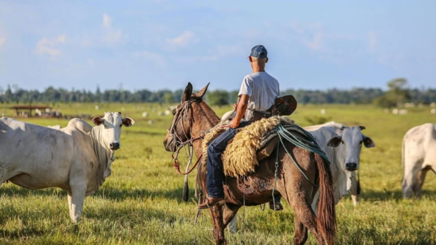 Liderança: Pecuária intensiva: o que coloca o Brasil no topo da produção mundial de carne vermelha?