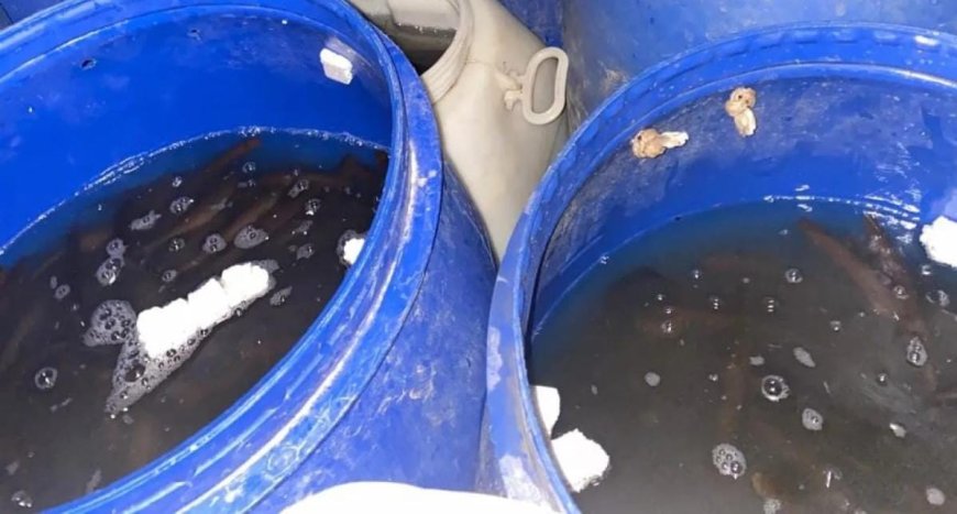 Polícia paraguaia apreende mais de 7 mil iscas contrabandeadas do Brasil na fronteira