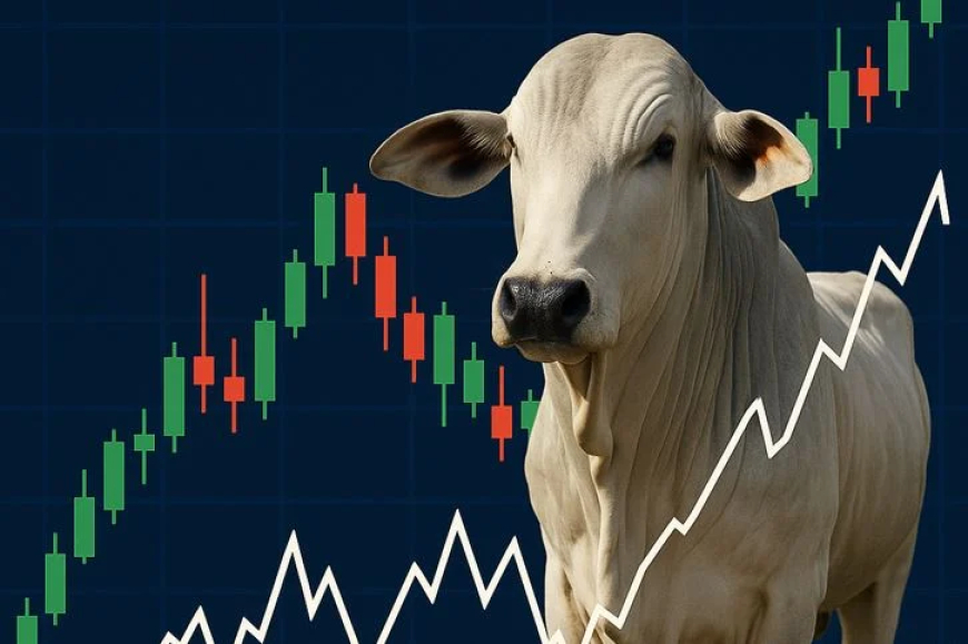 Variação: Preço do boi gordo hoje: veja como a arroba finalizou a semana