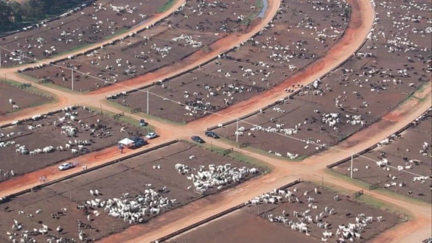 Consolidado: Confinamento no Brasil fecha 2025 com resultados positivos; confira