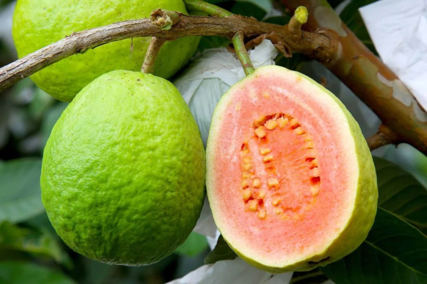 Patógenos: 'Tratamento com luz' reduz até 40% das perdas e combate doença fúngica em goiabas