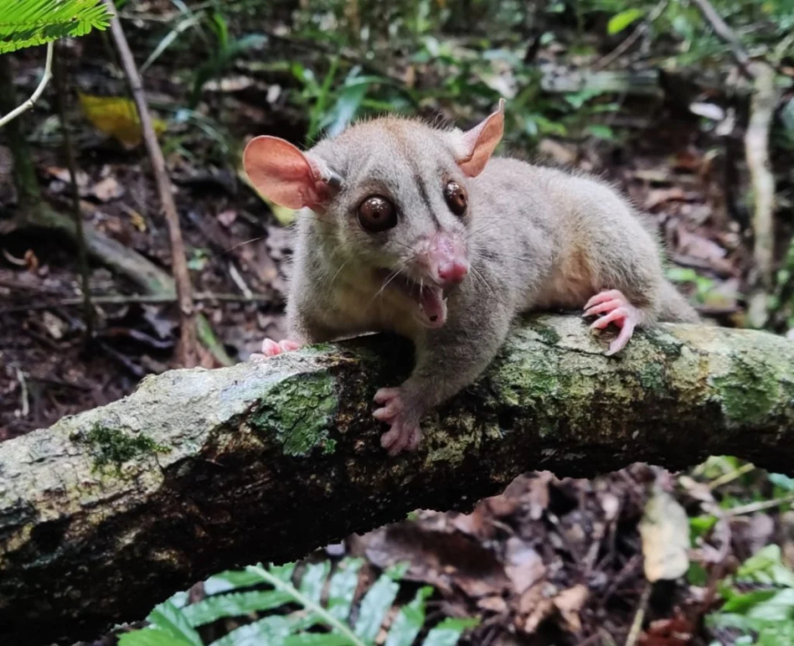 Natureza: Biólogos identificam novas espécies de mamíferos em Brumadinho