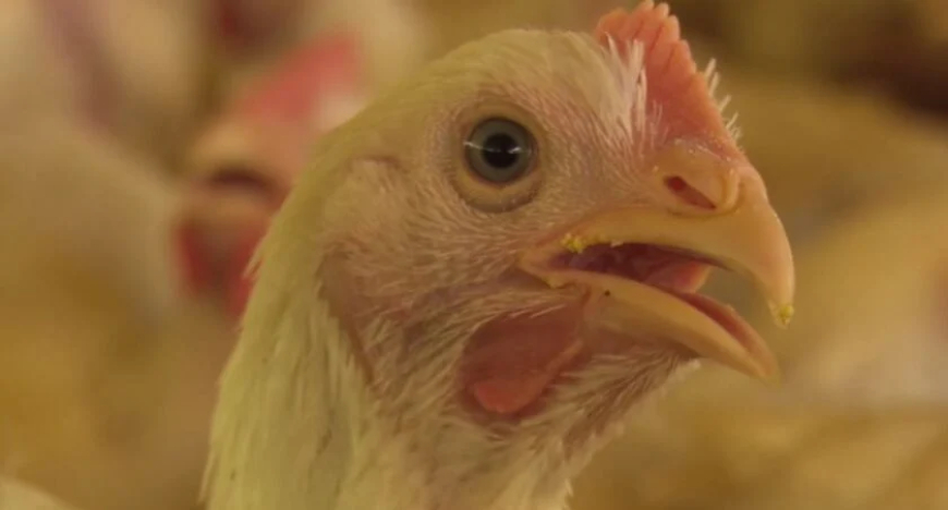 Dúvida: Frango tem hormônio? Entenda por que as aves crescem tão rápido