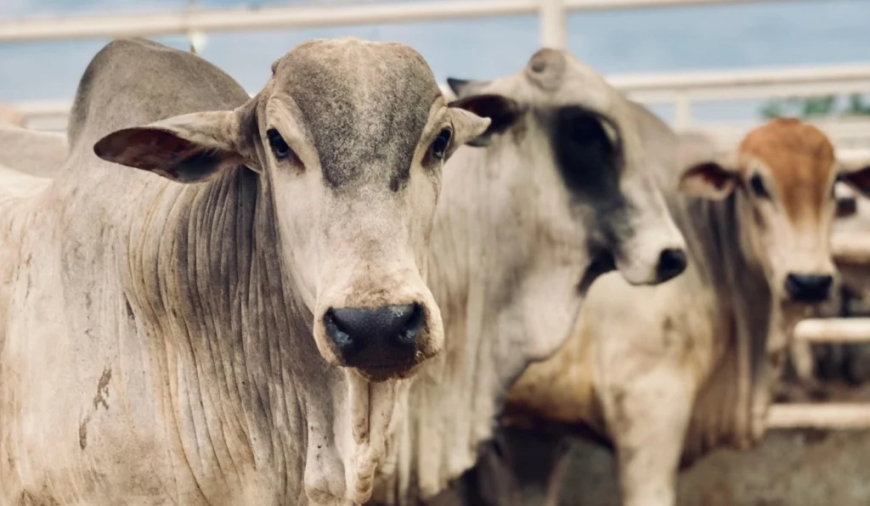 Acima: Pecuária de Mato Grosso do Sul fecha 2025 com aumento de 4,52% no número de abates