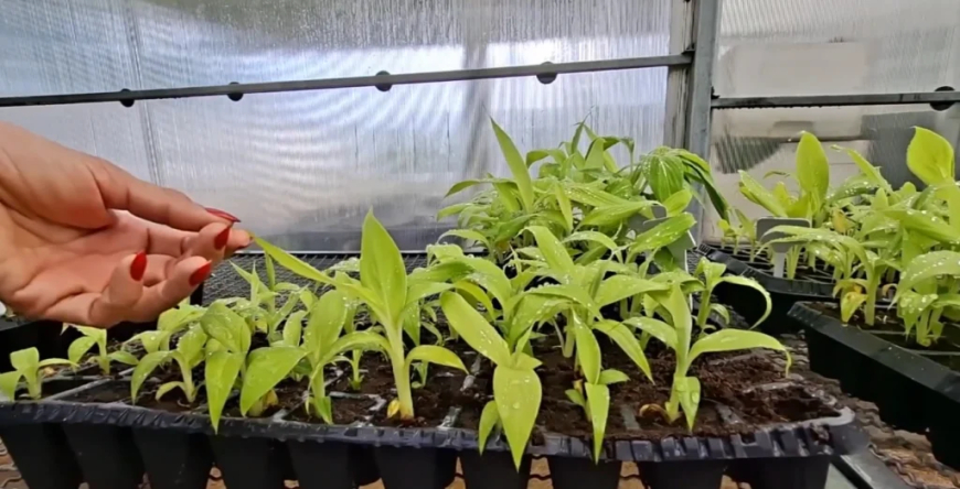 Tecnologia: Mudas micropropagadas: entenda como funciona a tecnologia usada em bananeiras