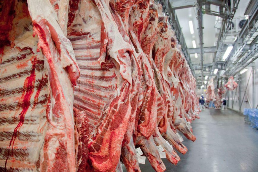 Acima: Exportações de carne bovina cresceram 20,7% em 2025, segundo Abrafrigo