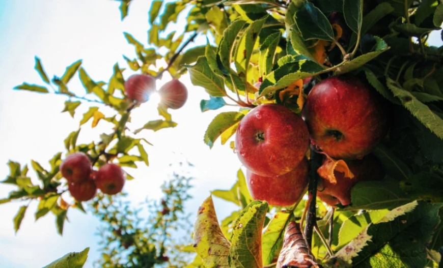 Produção: Setor da maçã se recupera de safras adversas e deve aumentar exportações em mais de 300%