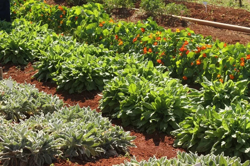 Alimento: Plantas que quase ninguém reconhece como alimento ganham espaço em São Paulo