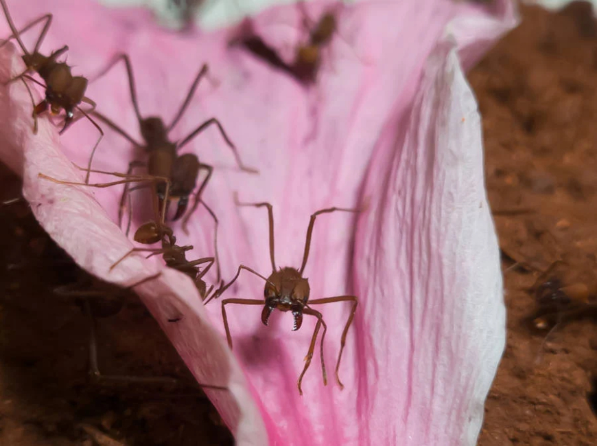 Aponta pesquisa: Lixo de formigueiro pode esconder soluções para biocombustíveis