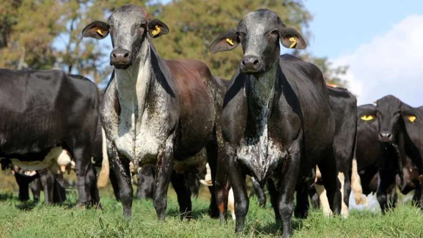 Confira: Girolando número de registros da raça bate recorde em 2025