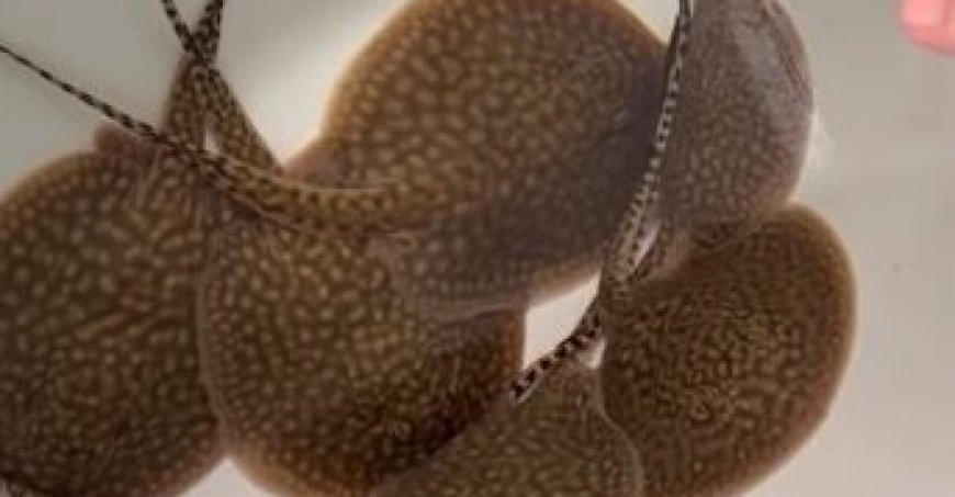 Atenção: Criança e adolescente são feridos por arraias na zona rural de Aquidauana