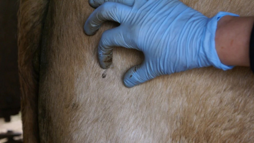 Dica: Infestação de carrapatos pode comprometer a rentabilidade da fazenda; veja como evitar