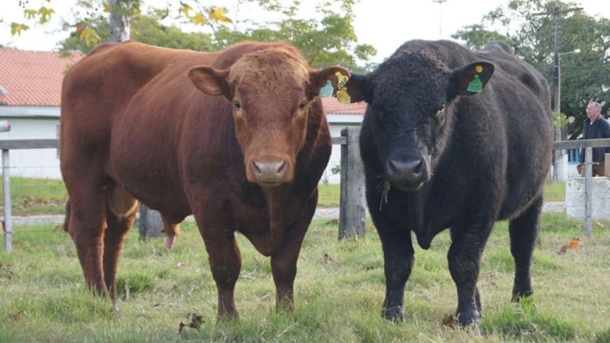 Beef on Dairy: Embrapa e Angus lançam selo inédito para cruzamento leite–corte; confira