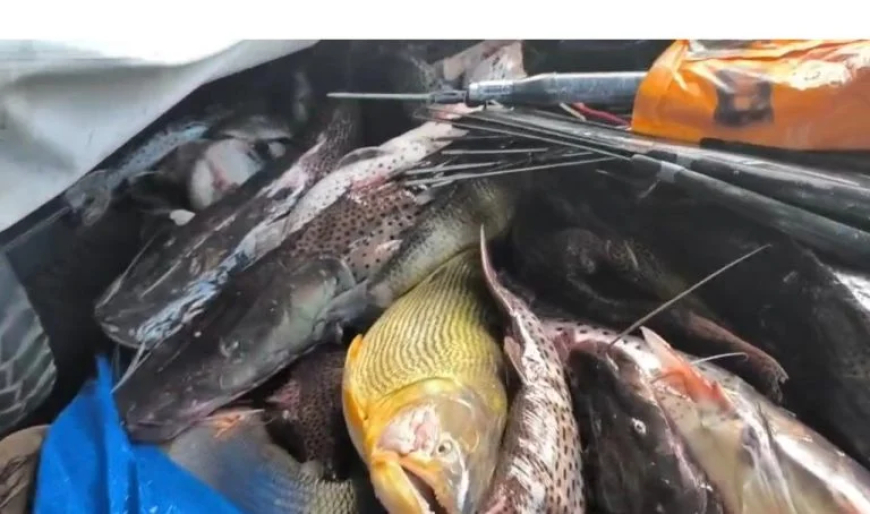 Proibido: Operação contra pesca ilegal tem fuga, tiros e apreensão de peixe dourado