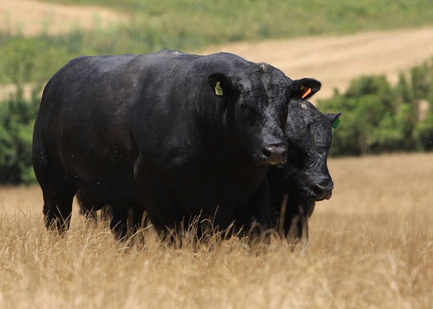 Ganhando mercado: Carne angus bate recorde histórico e exportações disparam 260% em 2025