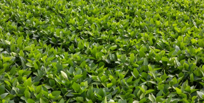 Aponta StoneX: Clima em 2026 pode trazer riscos agrícolas no Brasil e exige monitoramento