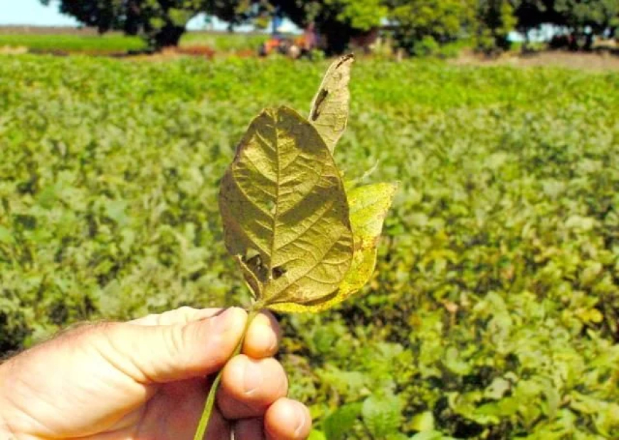Praga: Brasil soma 251 casos de ferrugem asiática; Bahia registra primeiro foco