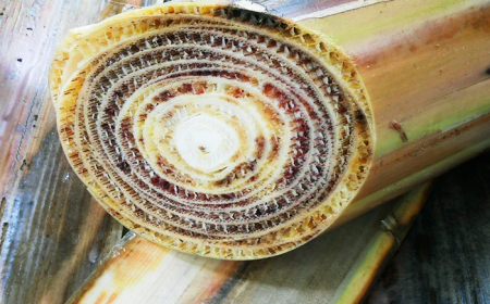 Livre: Conheça 13 pragas agrícolas que ainda não chegaram ao Brasil