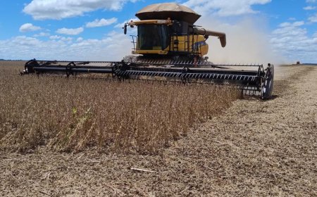 Ponta Porã lidera produção de soja em MS e está entre os 20 maiores produtores do Brasil