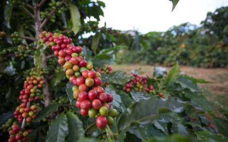 Produção: Conab prevê colheita recorde de café com crescimento de 17,1% em 2026