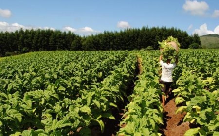 Inovação: Safra 25/26 de tabaco usará 23 mil toneladas de fertilizante reciclado