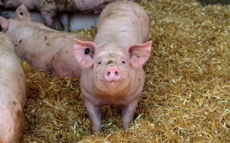 Expectativa: Suinocultura brasileira renova otimismo para 2026 graças a mercado doméstico maduro