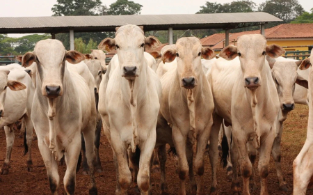 Movimentação: Exportações aquecidas devem manter arroba do boi gordo em alta?