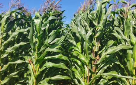 Alta produtividade: Nova cultivar de milho branco será lançada no Show Rural 2026