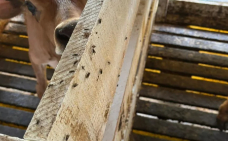 Prevenção: Mosca doméstica pode ameaçar produtividade do gado; veja como combater