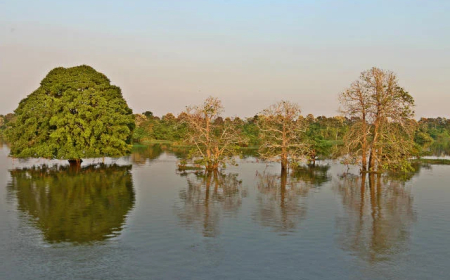 Inovação: Fungo amazônico pode controlar doenças agrícolas e gerar novos antibióticos