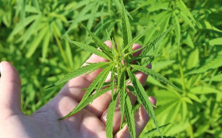 Expressivo: Importação de cannabis medicinal por brasileiros bate recorde em 2025