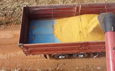 Expectativa: Conab eleva estimativa da produção de soja para 178 milhões de t