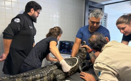 De biometria a ultrassom, jacarés do Bioparque Pantanal passam por check-up completo
