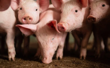 Objetivo: Setor traça metas para erradicar peste suína clássica na zona não livre até 2028