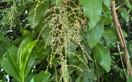 Tecnologia: Biossensor desenvolvido na UFSCar acelera triagem de plantas para controle de pragas