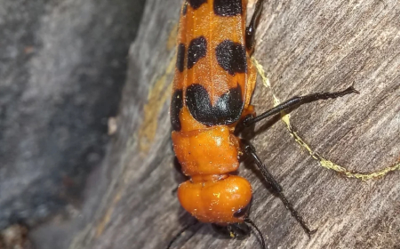 Alerta: Você conhece o besouro 'arrebenta-boi'? Veja o risco que ele representa