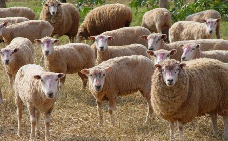 Elevação: Registro de ovinos cresce 5% e reflete valorização da lã, carne e derivados