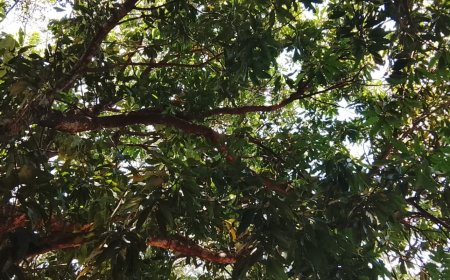 Tempo e temperatura: Quarta-feira é de Sol, variação de nebulosidade e previsão de chuvas em MS