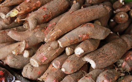 Alta: Mandioca registra crescimento de 83% no valor da produção e supera média nacional em Goiás