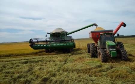 Dados: Colheita do arroz está no ritmo mais lento dos últimos cinco anos, indica Conab