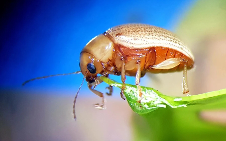 Direto: Canal exclusivo para notificação de suspeitas de novas pragas é criado pelo Mapa