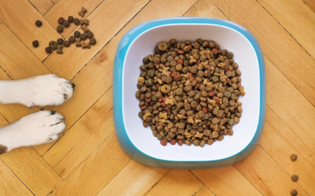 Ampliação: Brasil habilita 40 plantas de pet food para exportação à Costa Rica
