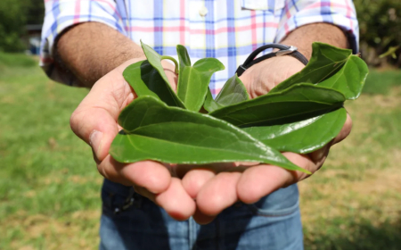 Fitoterápico: Anvisa publica novos documentos para registro de medicamentos feitos a partir de plantas