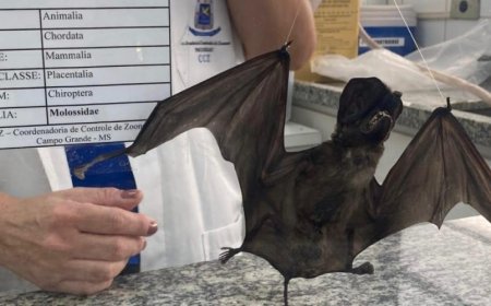 Alerta: Campo Grande confirma terceiro caso de raiva em morcegos e reforça importância da vacinação