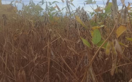 Oleaginosa: EUA sinalizam mais soja e menos milho em 26/27