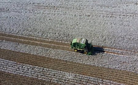 Evento: Bicudo, clima e inovação: Congresso de Algodão aposta em ciência aplicada à lavoura