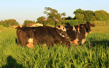 Leiteira: Girolando, cooperativas do Paraguai planejam importar embriões da raça