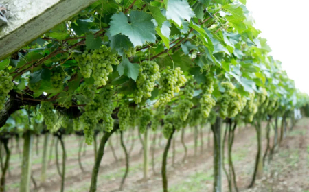 Tecnologia: Vinícola projeta safra 40% maior de uva brasileira desenvolvida pela Embrapa