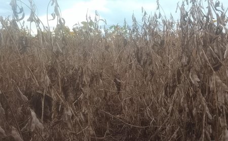 Saca 60 kg: Saiba como ficaram as cotações de soja na última terça-feira do mês